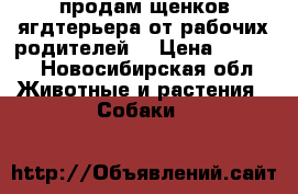 продам щенков ягдтерьера от рабочих родителей  › Цена ­ 5 000 - Новосибирская обл. Животные и растения » Собаки   